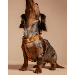 Dogguo Harness - Hondentuig - 40-67 cm Oranje Bruin L