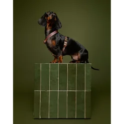 Dogguo Retro Wave Harness - Hondentuig - Groen Pink M