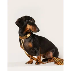 Dogguo Zebra Collar - Hondenhalsband - Ø23 cm Roest Zwart S