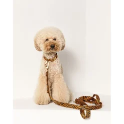 Dogguo Zebra Collar - Hondenhalsband - Ø23 cm Roest Zwart S