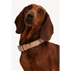 Dogguo Zebra Collar - Hondenhalsband - Beige