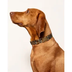 Dogguo Zebra Collar - Hondenhalsband - Ø23 cm Beige Zwart S