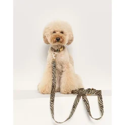 Dogguo Zebra Collar - Hondenhalsband - Ø23 cm Beige Zwart S