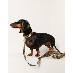Dogguo Zebra Collar - Hondenhalsband - Ø23 cm Beige Zwart S