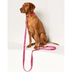 Dogguo Zebra Collar - Hondenhalsband - Ø15 cm Bordeaux Pink Xs