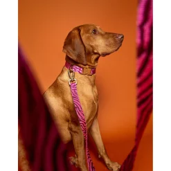 Dogguo Zebra Collar - Hondenhalsband - Ø15 cm Bordeaux Pink Xs