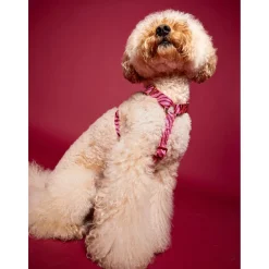 Dogguo Zebra Harness - Hondentuig - Bordeaux Pink L