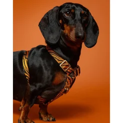 Dogguo Zebra Harness - Hondentuig - Roest Zwart M