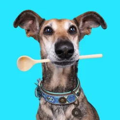 Dwam Halsband Boho Juan - Hondenhalsband