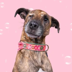 Dwam Halsband Boho Rosa - Hondenhalsband