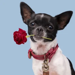 Dwam Halsband Bonnie Bordeaux - Hondenhalsband