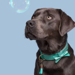 Dwam Halsband Boomer Turquoise - Hondenhalsband