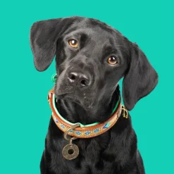 Dwam Halsband Indi Moon - Hondenhalsband