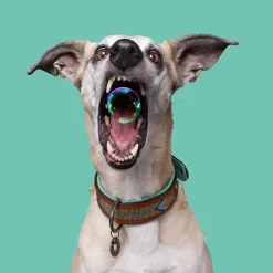 Dwam Halsband Indi Moon - Hondenhalsband