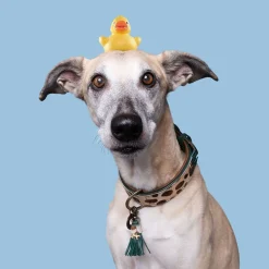 Dwam Halsband Ivy - Hondenhalsband