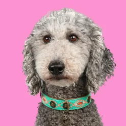 Dwam Halsband Janis Multi-Color - Hondenhalsband