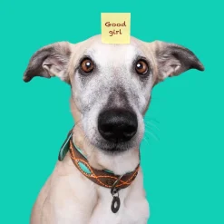 Dwam Halsband Joplin - Hondenhalsband - Bruin Turquoise Oranje 19-24x2 Cm