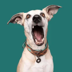 Dwam Halsband Joplin - Hondenhalsband - Bruin Turquoise Oranje 19-24x2 Cm