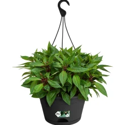 Elho Hangschaal Green Basics - Hangpot - 37x29x17 cm Zwart