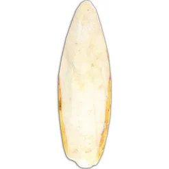 Esve Sepia Verpakt - Supplementen - Medium