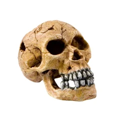 Europet Bernina Decor Schedel - Aquarium - Ornament