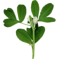 Excellent Fenegriek - Voedingssupplement - 1 kg