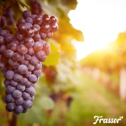 Frassor Insectenmest Tuin Frass - Siertuinmeststoffen