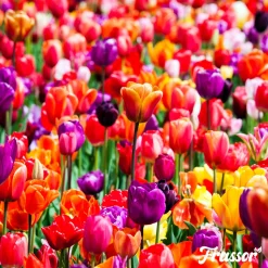 Frassor Insectenmest Tuin Frass - Siertuinmeststoffen