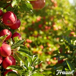 Frassor Insectenmest Tuin Frass - Siertuinmeststoffen