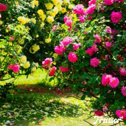 Frassor Insectenmest Tuin Frass - Siertuinmeststoffen