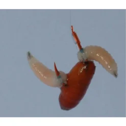 Gamakatsu Booklet Br.Feeder 2210r #14-0.14mm 100cm - Vishaak -