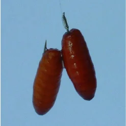 Gamakatsu Booklet Br.Feeder 1810b #10-0.14mm 100cm - Vishaak -