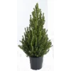 Hm Conica - Kerstboom - 80 cm Pink