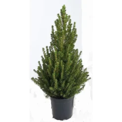 Hm Conica - Kerstboom - 80 cm Pink