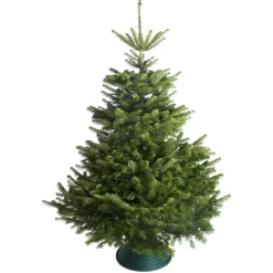 Hm Nordmann Gezaagd - Kerstboom - Geel 100-150 Cm