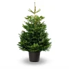 Hm Nordmann In Pot - Kerstboom - Wit 120-150 Cm