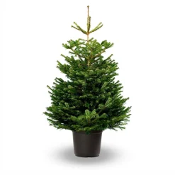 Hm Nordmann Pot - Kerstboom - Blauw 175-200 Cm