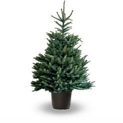 Hm Omorica Pot - Kerstboom - Rood 200-250 Cm