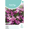 Hortitops Aubrietia - Blauwkussen Whitewell Gem - Bloemenzaden - 200 mg