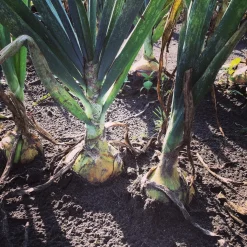 Hortitops Bewaarui Hyskin F1 - Groentezaden - 600 stuks