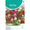 Hortitops Gomphrena - Kogelamarant Gemengd - Bloemenzaden - 250 mg