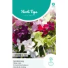 Hortitops Nicotiana - Siertabak Tinkerbell F2 Gemengd - Bloemenzaden - 100 mg
