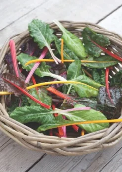 Hortitops Snijbiet Briglights (Regenboog) - Groentezaden - 2.5 g