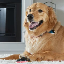 Hunger For Words Talking Pet Locaties - Hondenspeelgoed - Roze Zwart