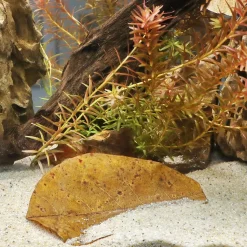 Jbl Catappa - Aquarium Toebehoren - Xl