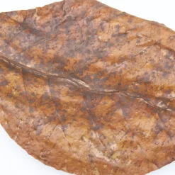 Jbl Catappa - Aquarium Toebehoren - Xl