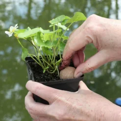 Jbl Florapond Mestkogels - Meststof - 8 stuks