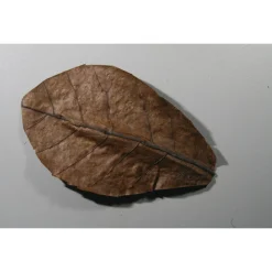 Jbl Nano Catappa - Aquarium Toebehoren - 10 stuks