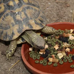 Jbl Proterra Fructil - Voer