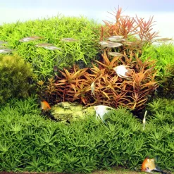 Jbl Solar Natur T5 Ultra - Verlichting - 438 mm 24 Watt